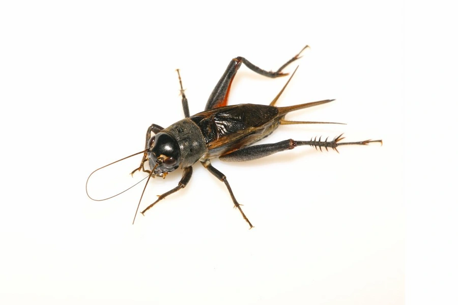 imagen de insecto para desinsectación profesional