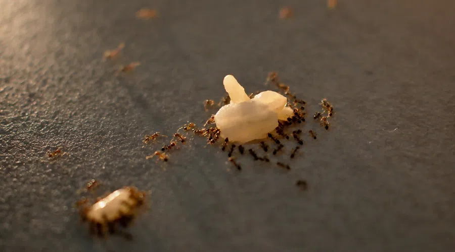 Eliminar y Prevenir la Presencia de Hormigas en la Cocina