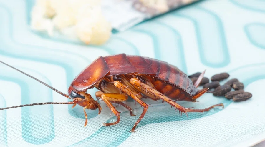 Estrategias Efectivas para el Control de Cucarachas
