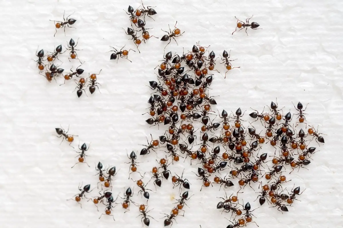 control biologico de hormigas