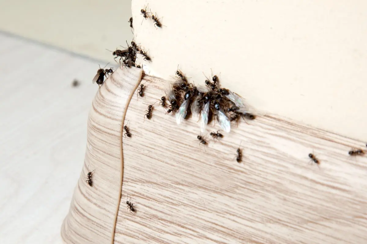 eliminar hormigas en casa